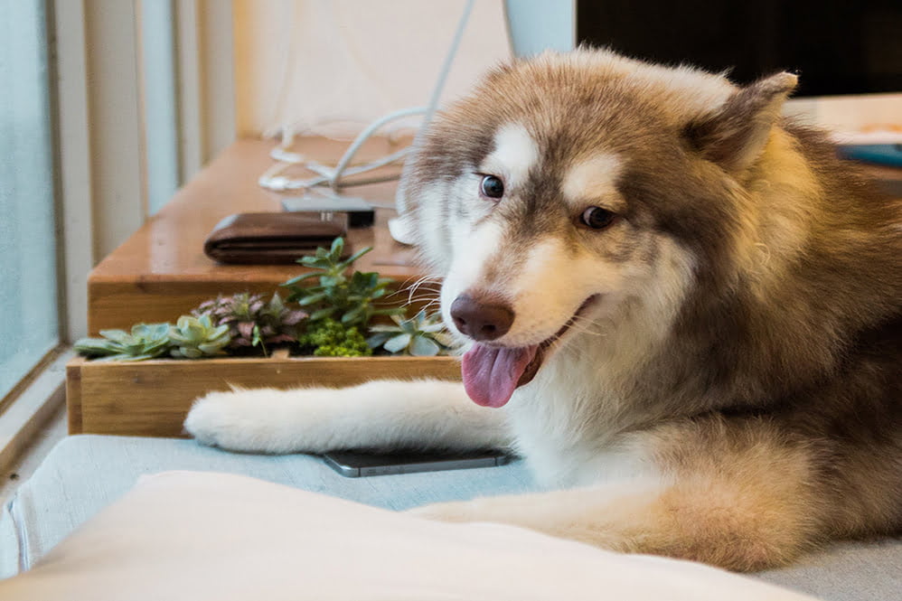 apartments that accept husky