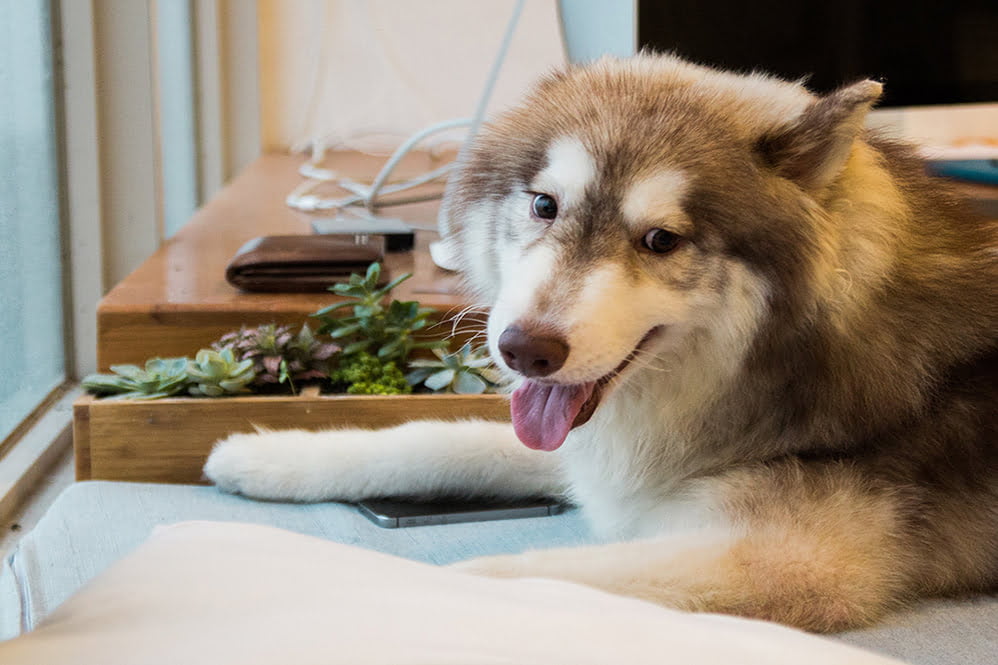 husky friendly apartments near me