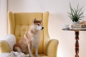 apartments without breed restrictions in dallas